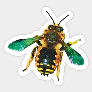 European Wool Carder Bee Sticker